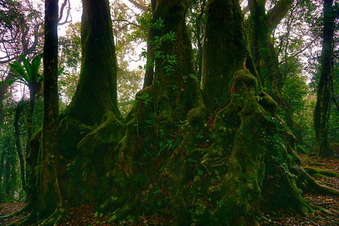 Private Tour - Rainforest & Waterfalls Extravaganza - Accommodation Daintree 5