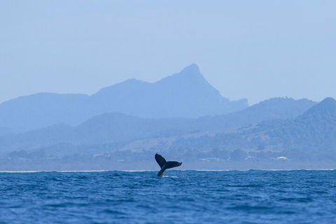 The Byron Bay Sea Kayak Tour - Accommodation Daintree 0