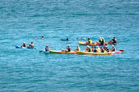 The Byron Bay Sea Kayak Tour - Accommodation Daintree 1