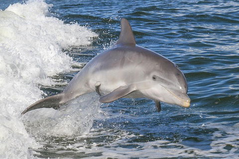 Noosa Oceanrider Scenic Dolphin Safari - Accommodation Daintree 0