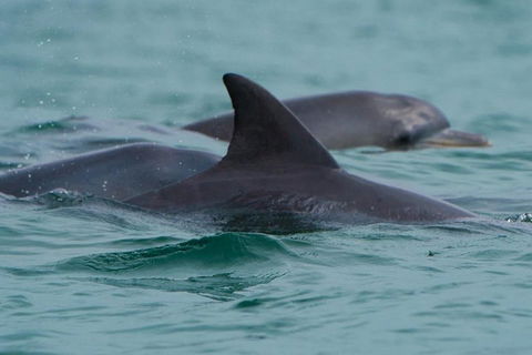 Noosa Oceanrider Scenic Dolphin Safari - Accommodation Daintree 1