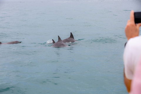 Noosa Oceanrider Scenic Dolphin Safari - Accommodation Daintree 2