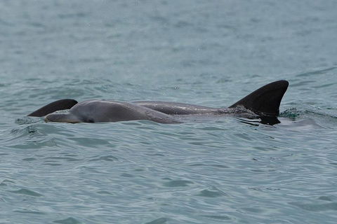 Noosa Oceanrider Scenic Dolphin Safari - Accommodation Daintree 3
