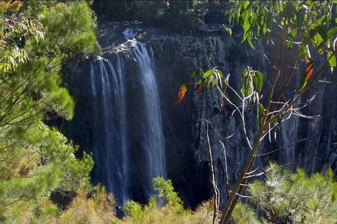 Byron Bay Hinterland Tour Including Rainforest Walk To Minyon Falls - Accommodation Daintree 0