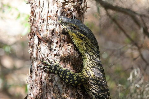 Byron Bay Hinterland Tour Including Rainforest Walk To Minyon Falls - Accommodation Daintree 1