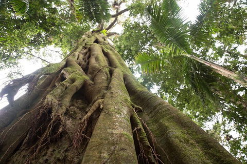 Byron Bay Hinterland Tour Including Rainforest Walk To Minyon Falls - Accommodation Daintree 2
