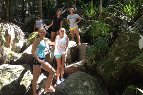 Byron Bay Hinterland Tour Including Rainforest Walk To Minyon Falls - Accommodation Daintree 3