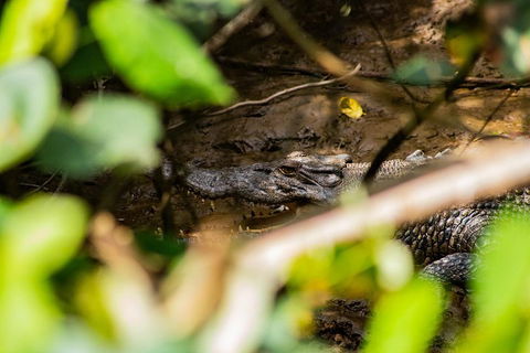 Cape Tribulation Day Tour - Accommodation Daintree 5