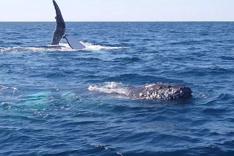 Noosa Whale Watching - Accommodation Daintree 0