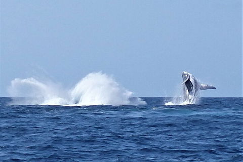 Noosa Whale Watching - Accommodation Daintree 2