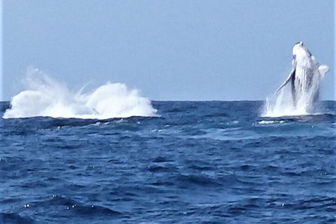 Noosa Whale Watching - Accommodation Daintree 3
