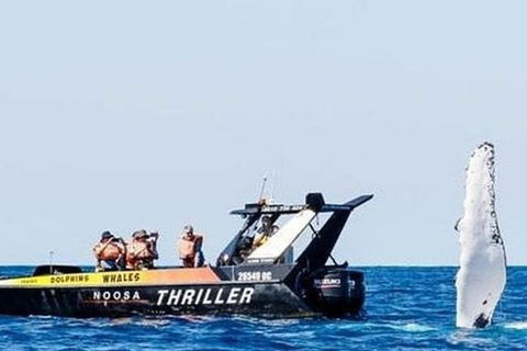 Noosa Whale Watching - Accommodation Daintree 4
