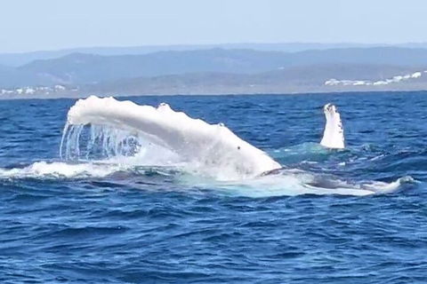 Noosa Whale Watching - Accommodation Daintree 5