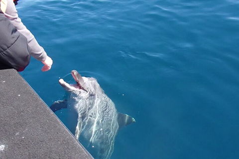 Noosa Wild Dolphin Safari - Accommodation Daintree 0