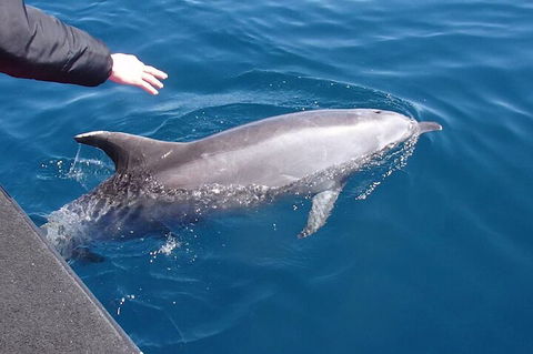 Noosa Wild Dolphin Safari - Accommodation Daintree 2