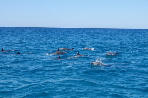 Noosa Wild Dolphin Safari - Accommodation Daintree 3