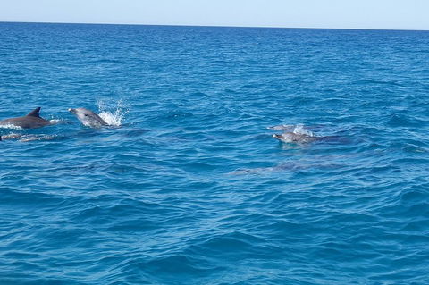 Noosa Wild Dolphin Safari - Accommodation Daintree 4