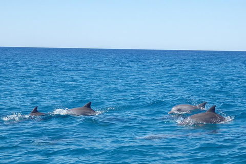 Noosa Wild Dolphin Safari - Accommodation Daintree 5