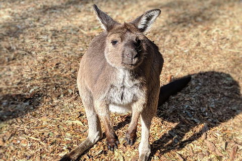 Blue Mountains Private Tour - Wild Kangaroos, Waterfalls And The Three Sisters - Accommodation Daintree 2