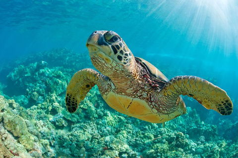 All Inclusive Tangalooma Wrecks Cruise Tour From Gold Coast - Accommodation Daintree 4