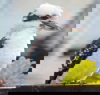 Small Group Great Ocean Road  12 Apostles Tour - Accommodation Daintree