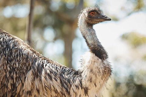 Sydney Taronga Zoo General Entry Ticket - Accommodation Daintree 4