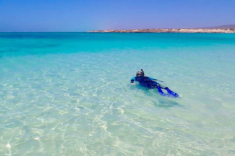 Ningaloo In A Day - Full Day Hike And Snorkel Tour With Lunch - Accommodation Daintree 4