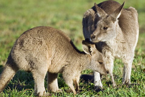 LGBT+ Friendly Full Day Phillip Island Private Tour - Accommodation Daintree 3