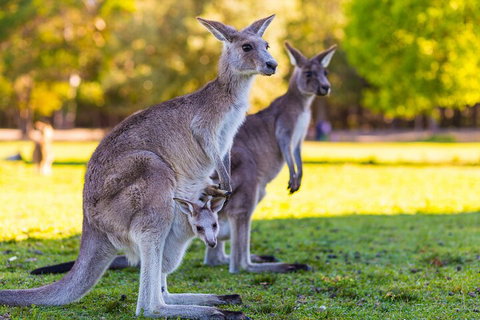 LGBT+ Friendly Full Day Phillip Island Private Tour - Accommodation Daintree 4