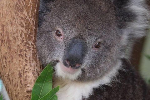 All Inclusive Blue Mountains Small-Group Day Trip From Sydney - Accommodation Daintree 1