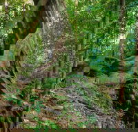 Private Daintree Mossman Gorge Exclusive Nature and Wildlife Focus - Accommodation Daintree