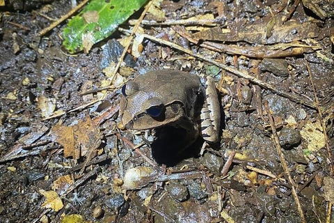 Evening Rainforest & Glow Worm Experience - Accommodation Daintree 1