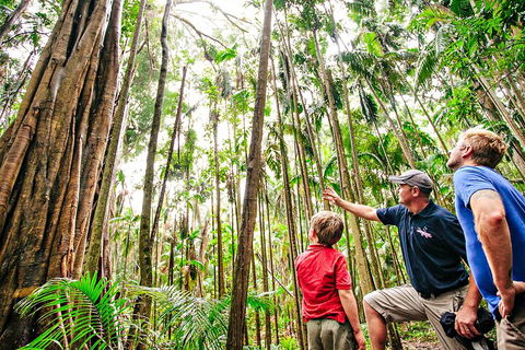 Natural Bridge & Springbrook Waterfalls Tour + Hot Air Balloon With Breakfast - Accommodation Daintree 5