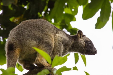 Cairns & Port Douglas All-Inclusive 7 Days Touring Package - Accommodation Daintree 3