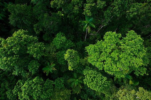 Cairns & Port Douglas All-Inclusive 7 Days Touring Package - Accommodation Daintree 4