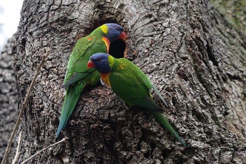 Private Blue Mountains Insider Tour From Sydney - Accommodation Daintree 3