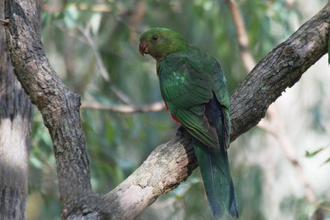 Private Blue Mountains Insider Tour From Sydney - Accommodation Daintree 5