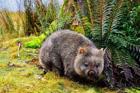 Cradle Mountain National Park Day Tour From Launceston - Accommodation Daintree 0