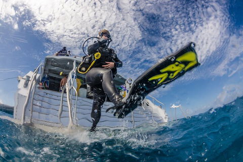 Silverswift Outer Great Barrier Reef Dive And Snorkel Cruise From Cairns - Accommodation Daintree 1