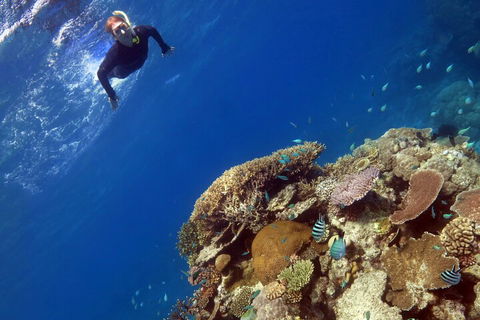 Silverswift Outer Great Barrier Reef Dive And Snorkel Cruise From Cairns - Accommodation Daintree 3