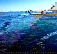 Penguin and Seal Islands Sea Kayaking Experience - Accommodation Daintree