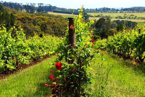 Mornington Peninsula Sightseeing Tour For 2-6 Guests. - Accommodation Daintree 3