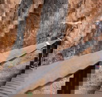 Chillagoe Caves and Outback Day Trip from Cairns - Accommodation Daintree