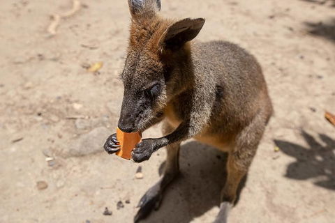 Chillagoe Caves And Outback Day Trip From Cairns - Accommodation Daintree 5