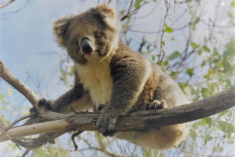 Kangaroo Island Scenic Trail Tour - Accommodation Daintree 2