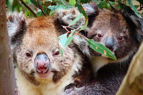 Small-Group Buggy Tour At Little Sahara With Guide - Accommodation Daintree 5