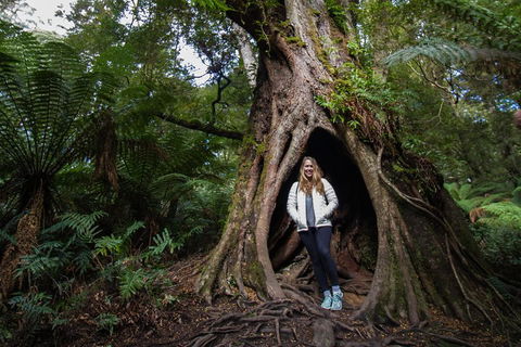 Great Ocean Road Small-Group Ecotour From Melbourne - Accommodation Daintree 4