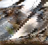 Great Ocean Road Sunset Tour from Melbourne - Accommodation Daintree