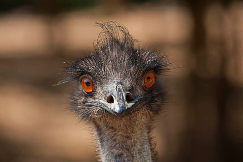 Currumbin Wildlife Sanctuary General Entry Ticket - Accommodation Daintree 0