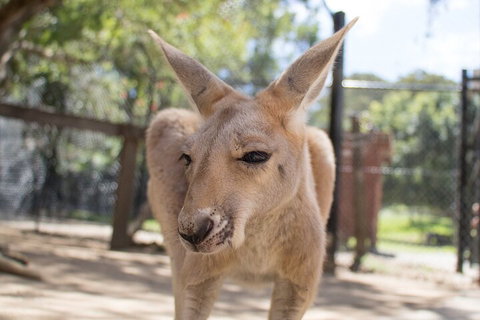 Currumbin Wildlife Sanctuary General Entry Ticket - Accommodation Daintree 2